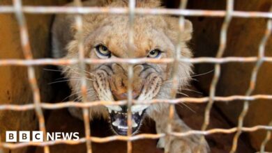 110121926 gettyimages 1187464727.jpg