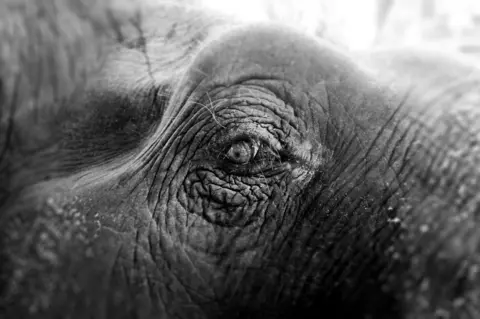 Olivia Fernandes An elephant's eye