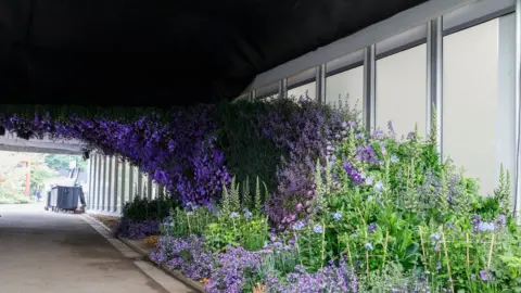RHS/Sarah Cuttle Chelsea Flower Show