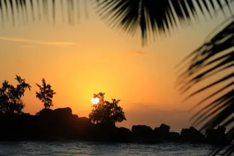 Getty Images Sunset it seen through the trees, by the coast.