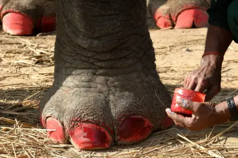 Prakash Mathema / AFP A trainer decorates an elephant