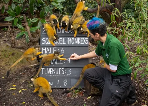 Dominic Lipinski / PA Media Zookeeper Rowan Swainson counts squirrel monkeys