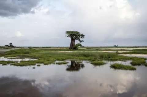 AFP A baobab tree is pictured during Senegal's wet season in Palmarin on August 30, 2021.