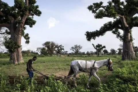 AFP A man ploughs his land during Senegal's wet season in Palmarin on August 30, 2021