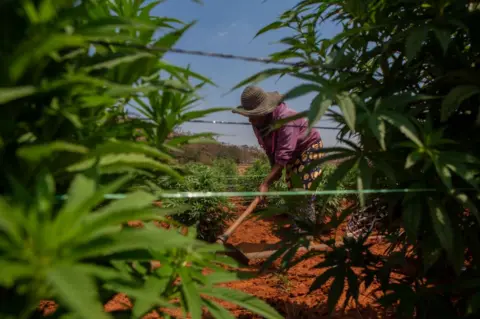 Getty Images A woman at Padwell Miriri's farm removes field grass inside an industrial hemp farm on August 27, 2021 in Mazowe, Zimbabwe
