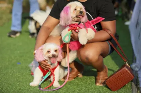 Reuters A woman holds two small dogs, whose ears have been dyed pink.
