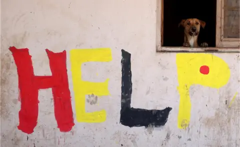 Mohamed Abd El Ghany/Reuters A dog look out of a hatch. Below it, the word "help" is daubed on the wall in colourful paint - Cairo, Egypt, January 2023