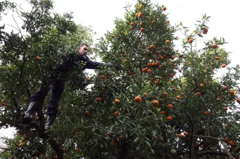 EPA An Algerian farmer picks mandarins in Boufarik, south of Algiers, Algeria on 25 November 2017. The city of Boufarik, also called "The City of Oranges", and its surrounding plantations are well known for the growing of orange and tangarines.