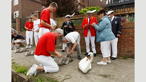 Martin Parr/Magnum Photos Catching swans from the Thames in the Swan Upping ceremony, 2015 (Credit: Martin Parr/Magnum Photos)
